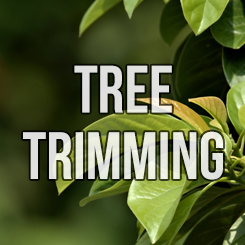 Find out more about tree trimming services