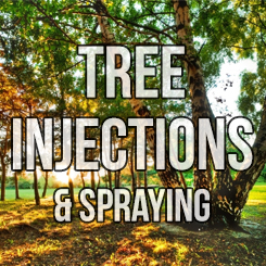 Find out more about our tree injections and spraying