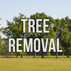 Find out more about our tree removal processes